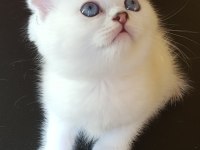 Sağlıklı mavi gözlü safkan scottish fold yavru kedimiz