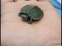 Singapur kırmızı yanaklı su kaplumbağası