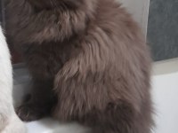 Çikolata Uzun Tüy Çok Özel Bir Yavru British Longhair