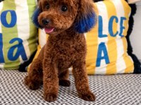 Red - brown kore kan poodle oğluluşuma eş arıyoruz