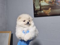 Sağlıklı Pomeranian Yavrular