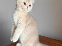 Muhteşem Göz Rengine Sahip Safkan British Yavru