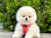 Safkan Cins Pomeranian Boo Yavrular