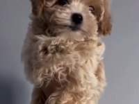 2 aylık dişi kore kan maltipoo