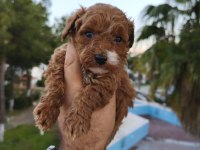 Sevimli Poodle Dişi Ve Erkek Yavrularımız