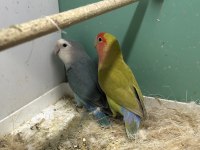 2 Takım Garantili Damızlık Sevda Papağanı