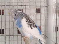 Uygun Eşe Hazır Verimli Damızlık Erkek Ve Dişi Kuşlar