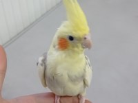 Erkek Yavru Sultan Papağanı 3 Aylık Ele Alışık Evcil