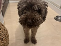 Kuki Duru Torunun Poodle