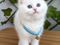 Kar Beyazı Dişi Ve Erkek British Shorthair