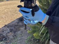 45 Günlük Siyah Pug Mops
