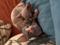 Sfenks Yavru Kedilerim