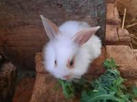 Kaliforniya damalı tavşan