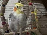 Erkek Evcil Sultan Papağanı