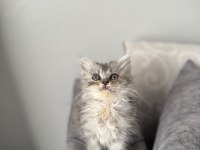 British Longhair Erkek Silver
