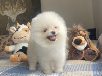 Ayı Surat Pomeranian Boo Yavrular