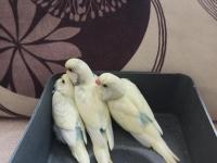 Yeni Yeme Düşmüş Uysal Renk Güzeli Yavru Muhabbet Kuşlar