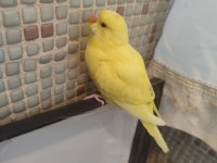 Muhabbet kuşu yavruları