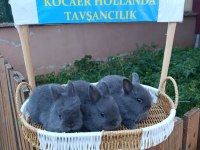 Hollanda cüce safkan bir aylık tavşan yavruları