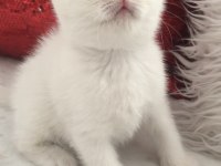 Kar beyaz mavi gözlü british shorthair prens