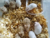 Üreticiden Gonzales Hamster