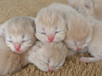 Özel Renk Chocolate Golden Kediler