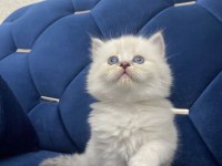 British Minik Kalpler Yeni Yuvalarını Arıyor