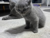 2 Aylık British Shorthair Yavrular