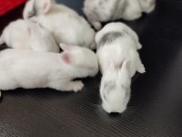 Hollanda Cüce Tavşan Yavruları