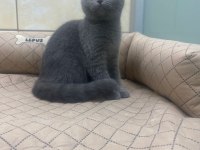 K9 Avrupa Çiftliğinden Irk Ve Sağlık Garantili British Ve Scottish Yavruları