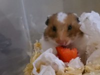 Ele Alışkın Suriye Hamster