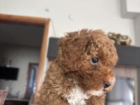 2 Aylık Sevimli Toy Poodle