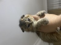 Süper Scottish Fold Golden Yavrular Uygun