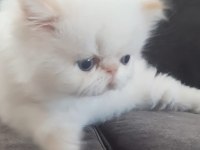 İran Exotic Longhair Bebekler