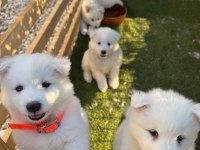 Sevimli samoyed yavruları