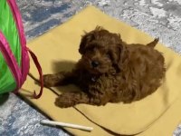 2.5 aylık ilk aşıları yapılmış küçük boy poodle