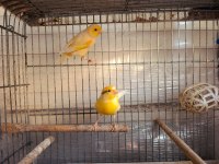 Mozaik kanaryalar 1 yaşında