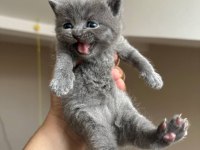 Safkan British Shorthair Gri Yavrular
