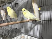 Sağlıklı Muhabbet Kuşlar