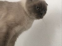 Kısır erkek scottish fold