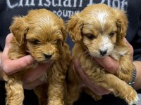 Tüy Dökmeyen Maltipoo Yavrular