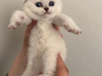 Arslan Parçası Scottish Fold