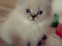 Cana yakın oyuncu british yavrular