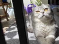 Scottish Fold (Erkek) Yeni Yuvasını Arıyor