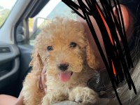 Dişi Yavru Toy Poodle