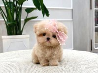 Toy poodle köpeği yavrularım