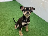 3 aylık oyuncu chihuahua