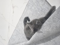 Sevgi Dolu British Shorthair 3.5 Yaşında