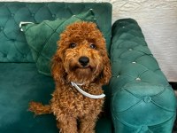 Red brown toy poodle 7 aylık