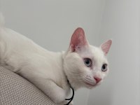 Mavi Gözlü Beyaz Tekir Kedimiz 5 Aylık Dişi